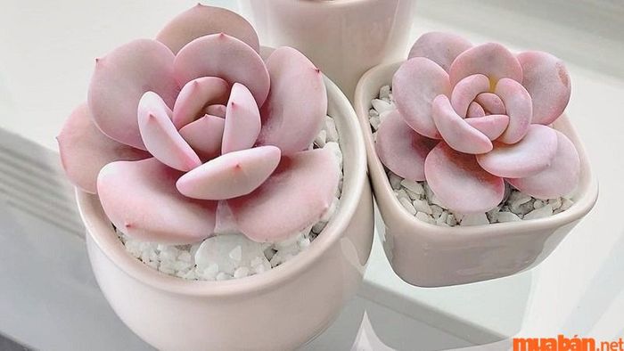 Ý nghĩa phong thủy của cây sen đá