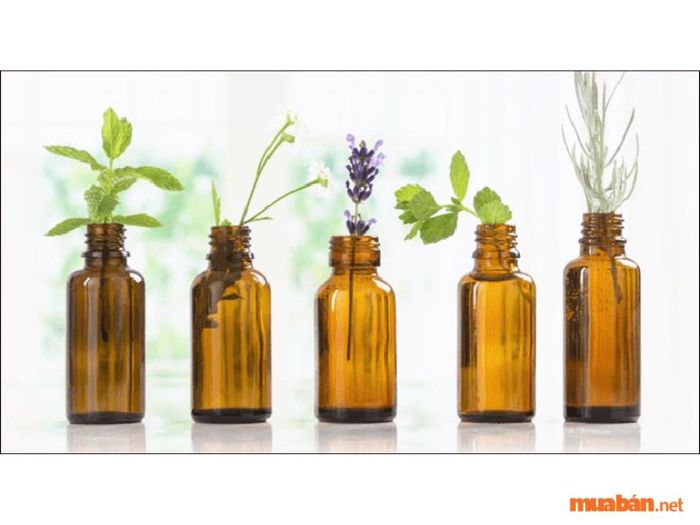 Cách đuổi ong ra khỏi nhà một cách an toàn và hiệu quả