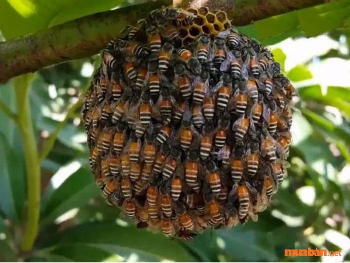 Ong ruồi làm tổ trong nhà