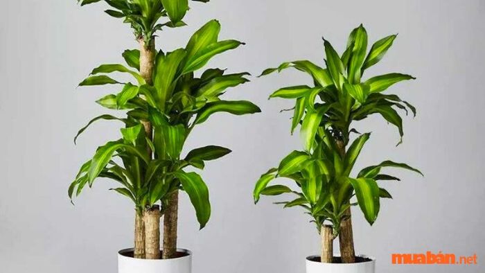 Cách nhận diện cây Thiết Mộc Lan