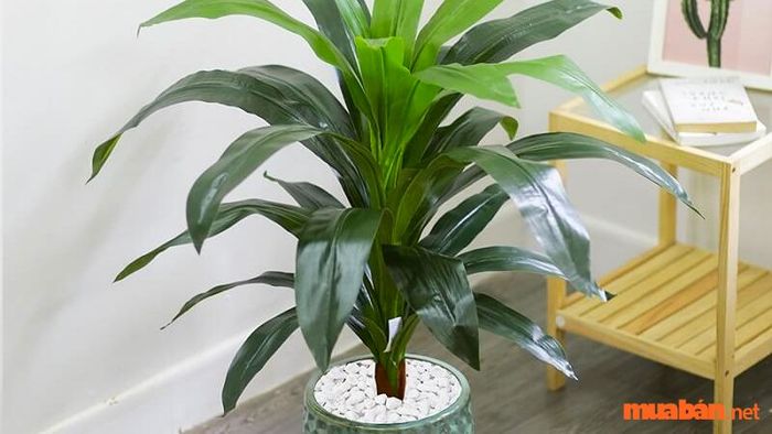 Cây Thiết Mộc Lan phù hợp với tuổi nào?