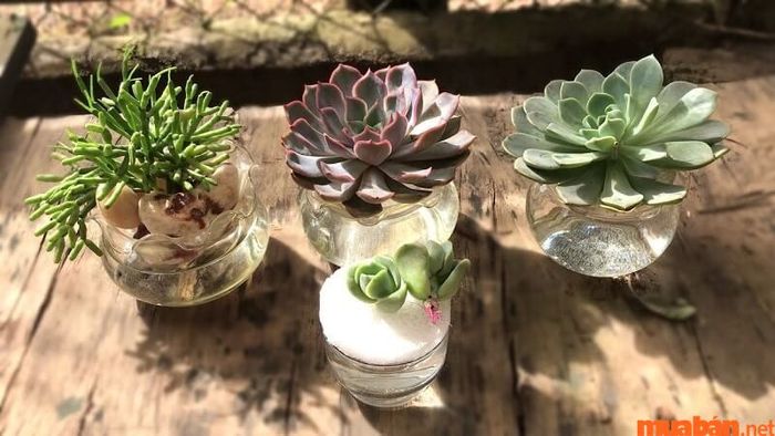 Hướng dẫn chi tiết cách chăm sóc sen đá