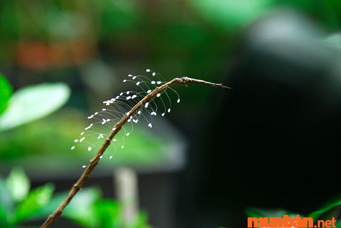 Sự tích