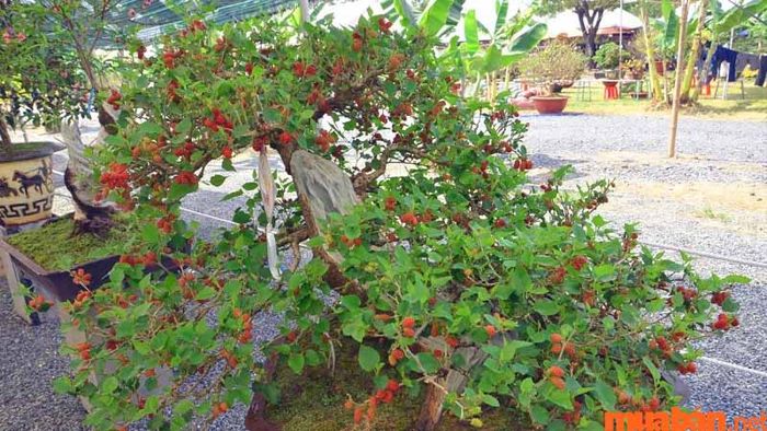 Cây dâu mang nhiều ý nghĩa trong văn hóa dân gian