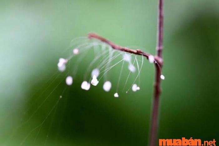 Ý nghĩa của hoa Ưu Đàm trong Phật giáo