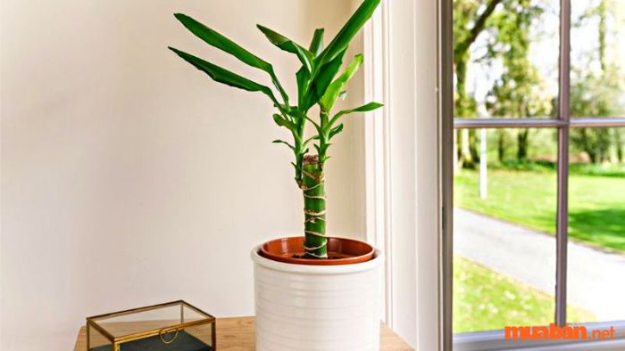Vị trí phong thủy lý tưởng để đặt cây Thiết Mộc Lan giúp thu hút tài lộc