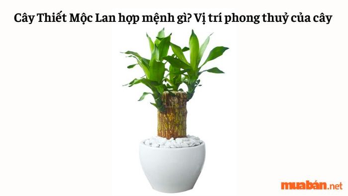 Cây Thiết Mộc Lan hợp với mệnh nào? Vị trí phong thủy phù hợp cho cây Thiết Mộc Lan