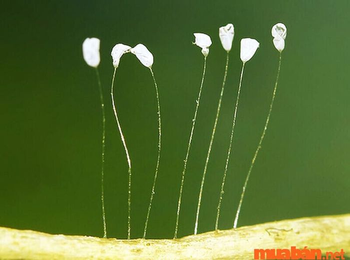 Nguồn gốc của hoa Ưu Đàm