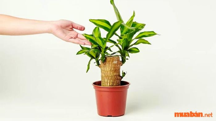 Số lượng cành của cây Thiết Mộc Lan có ý nghĩa phong thủy đặc biệt, mỗi số cành mang một thông điệp riêng. Khi chọn mua cây, bạn nên lựa chọn số cành phù hợp với mong muốn của mình để thu hút tài lộc và may mắn. Dưới đây là ý nghĩa của các số lượng cành khác nhau của cây Thiết Mộc Lan: