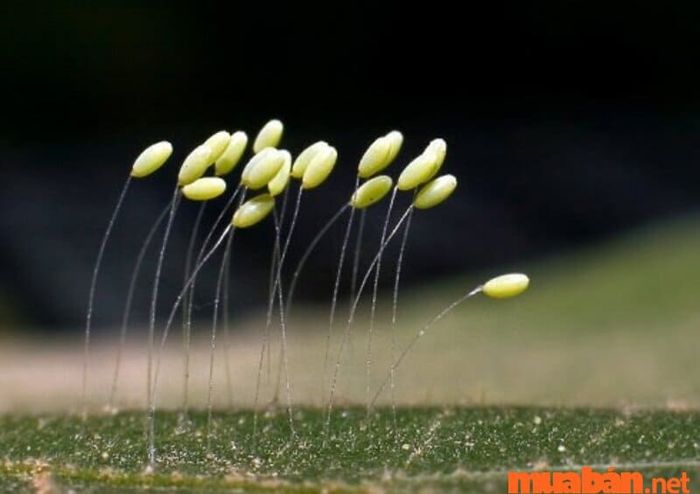 Chắc chắn là không có độc tố!