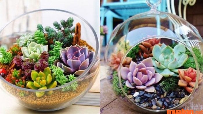 Khám phá những mệnh phù hợp với cây sen đá