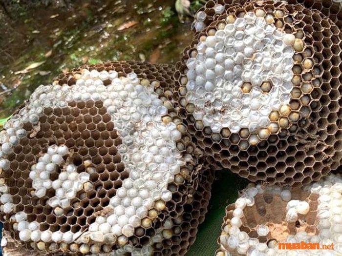 Ong vò vẽ làm tổ trong ngôi nhà