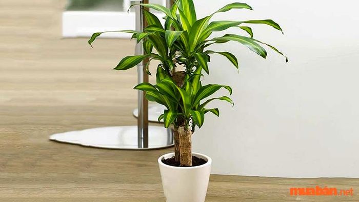 Cây Thiết Mộc Lan hợp với mệnh nào?