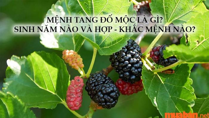 Tang Đố Mộc là mệnh gì? Người sinh năm nào và mệnh nào tương hợp - khắc?