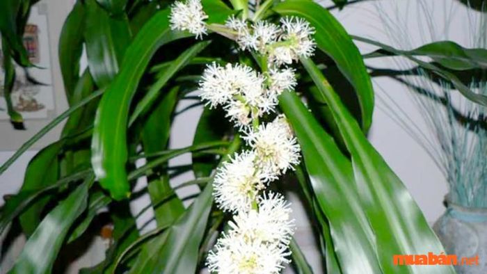 Liệu cây Thiết Mộc Lan có độc hay không?