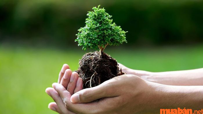 Tang Đố Mộc là một trong sáu nạp âm thuộc mệnh Mộc