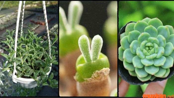 Sen đá hợp mệnh gì – Mệnh Mộc