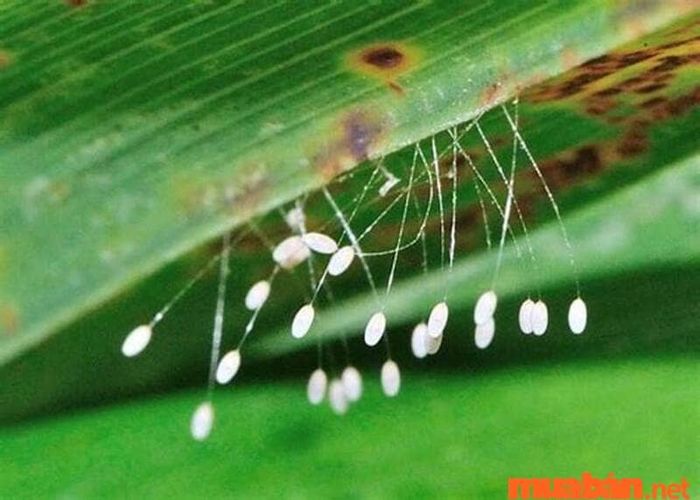 Cách nhận diện hoa Ưu Đàm