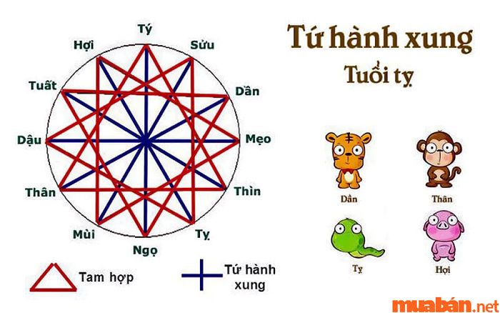 Những tuổi không hợp với nam và nữ tuổi Kỷ Tỵ