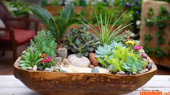 Đặc điểm của cây sen đá