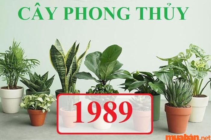 Cây xanh là một lựa chọn tuyệt vời để trang trí trong không gian sống của gia chủ tuổi Kỷ Tỵ, giúp tạo cảm giác tươi mới và thu hút vận may.