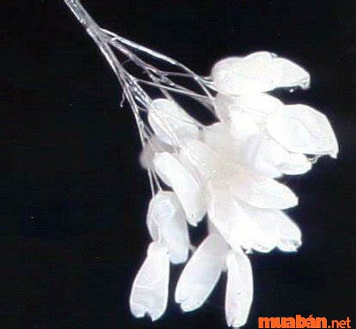 Ý nghĩa của hoa Ưu Đàm trong văn hóa dân gian và phong thủy