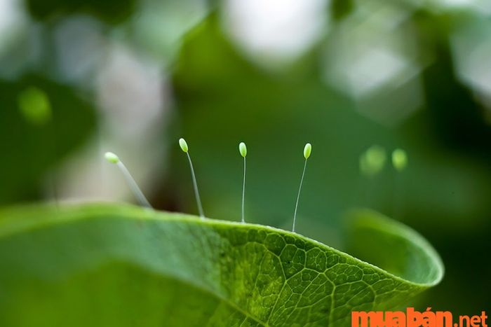 Khám phá vẻ đẹp của hoa Ưu Đàm