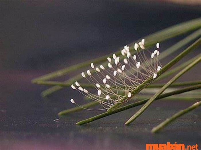 hoa có màu trắng thuần khiết, mịn màng và trong suốt như những hạt bụi, vô cùng mong manh