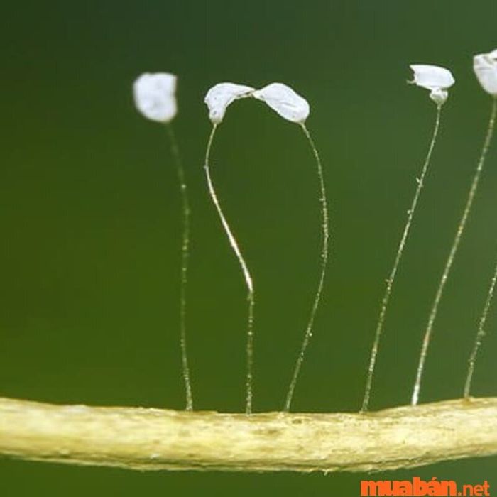 Được coi là hình ảnh của sự may mắn và phước lành