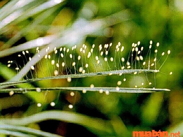 Đính chính thông tin hoa Ưu Đàm 3000 năm mới nở một lần