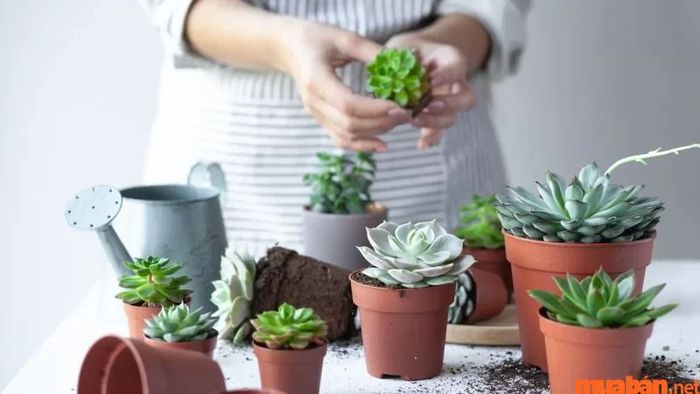 Các lưu ý khi trồng sen đá