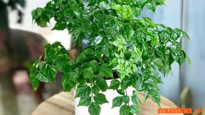 Chăm sóc cây hạnh phúc cần lưu ý những gì?