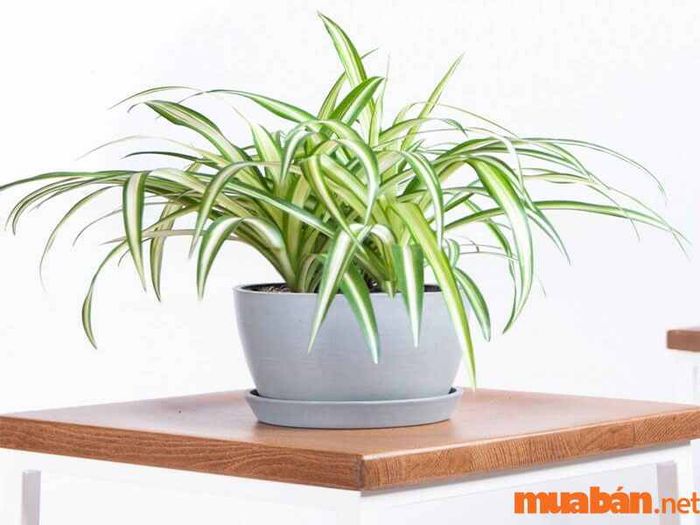 Cây phong thủy hợp mệnh Kim