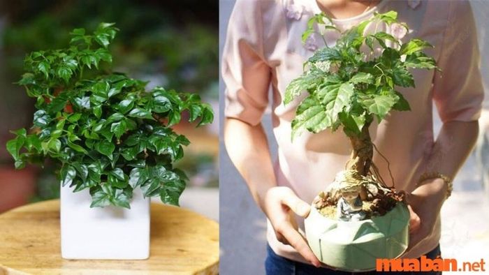 Cây hạnh phúc hợp với mệnh nào?