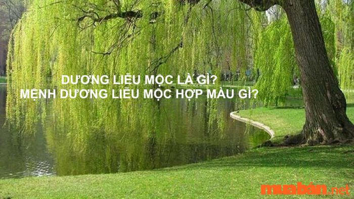 Mệnh Dương Liễu Mộc là gì? Người mang mệnh này hợp với màu sắc nào và những yếu tố nào?