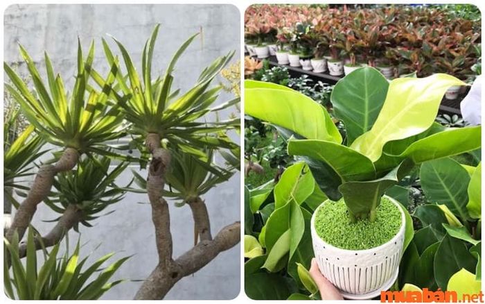 tuổi ngọ hợp màu gì