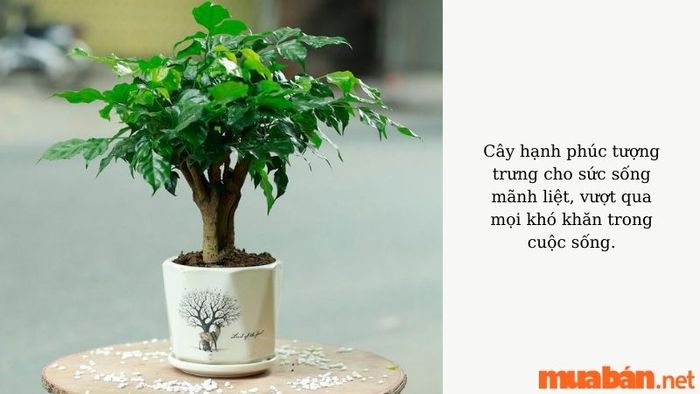 Cây hạnh phúc hợp với mệnh nào?
