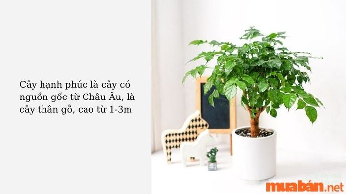 Cây hạnh phúc hợp với mệnh nào?