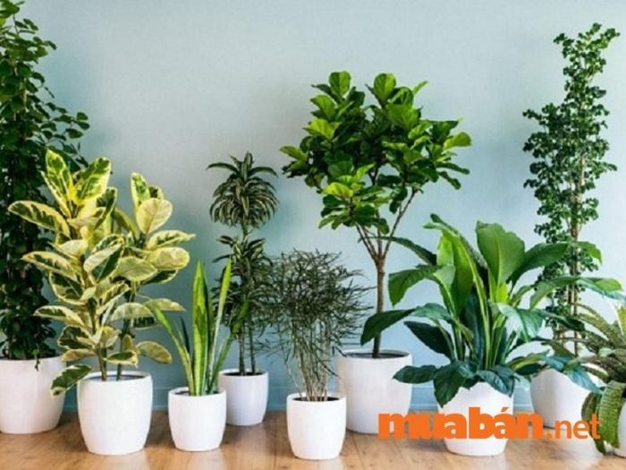 bát tự là gì