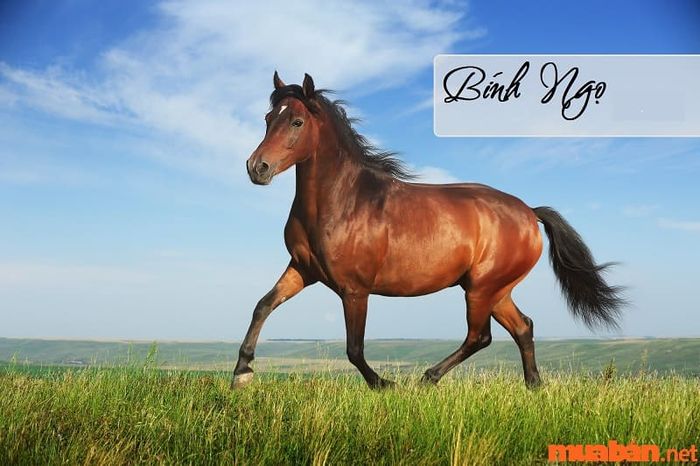 Tuổi Ngọ hợp với màu gì?