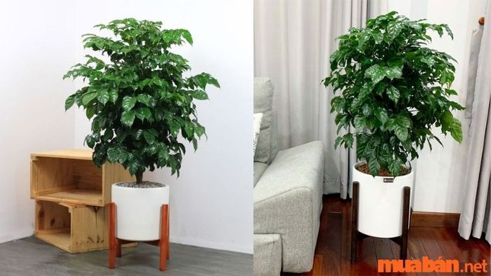 Cây hạnh phúc hợp với mệnh nào?