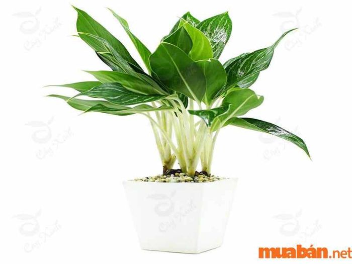 Cây phong thủy mệnh Kim