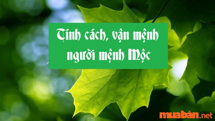 Tử vi của người mệnh Dương Liễu Mộc qua các giai đoạn cuộc đời.