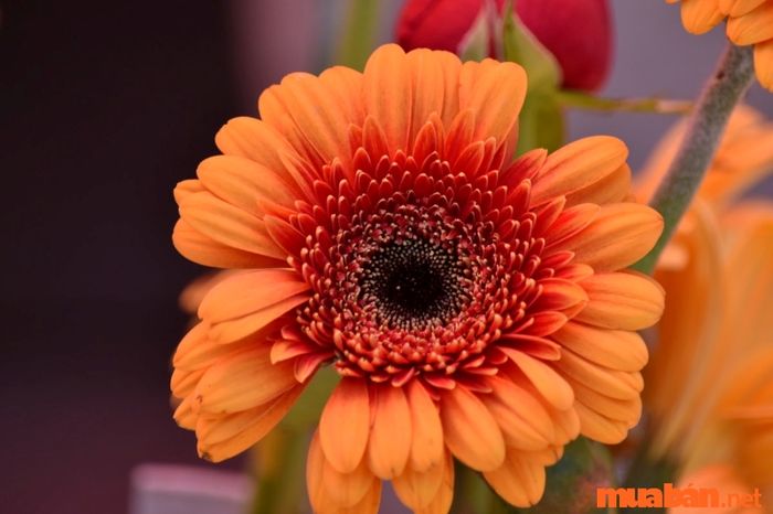 Ý nghĩa của màu cam như thế nào?