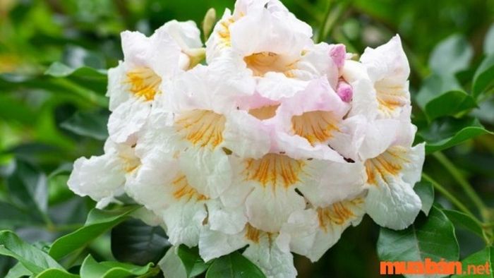 Cây hạnh phúc có hoa không?