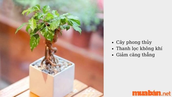 Cây hạnh phúc hợp với mệnh nào?