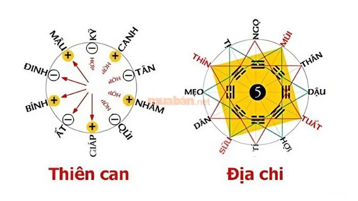 Tử vi nam mạng tuổi Ất Dậu 2005 theo thiên can ngũ hành