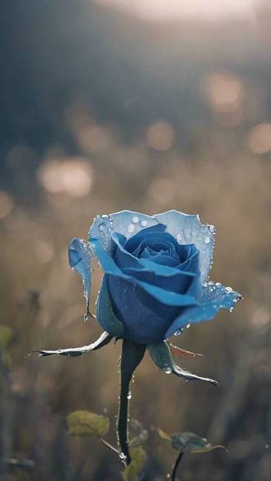 Tải ảnh hoa hồng xanh tuyệt vời cho điện thoại 4