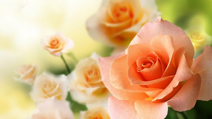 Tải những bức ảnh hoa hồng cam đẹp tuyệt 4