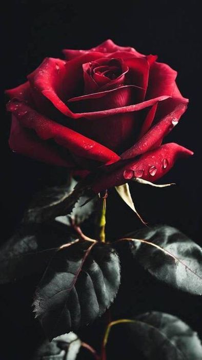Ảnh hoa hồng đỏ cho điện thoại tuyệt vời 1